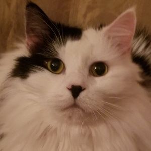 Meet your Posher, Jeffrey